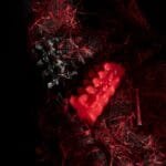 spine bones red candles